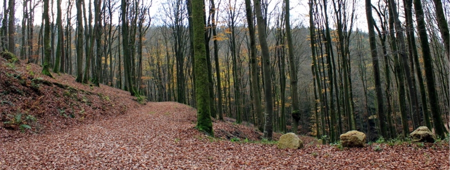 VG Arzfeld Verbandsgemeinde Arzfeld